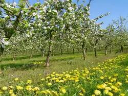 WS PAN View of Blooming apple trees at plantation / Kirf, Rhineland Palatinate, Germany Stock Footage