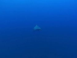 MS Shot of Bull or Zambezi shark emerging from open water and swimming by shark remora fish / Aliwal Shoal, Kwa Zulu Natal, South Africa Stock Footage