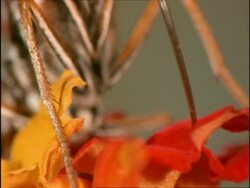 BCU Proboscis of butterfly feeding on flower, tilt up to head, Australia Stock Footage