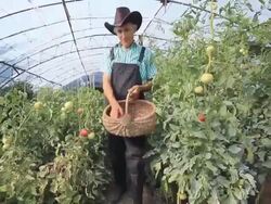 Farmer Picking Tomatoes Stock Footage