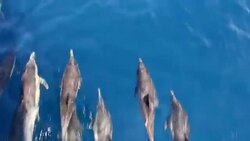 Pacific Common Dolphins Bow Riding Stock Footage