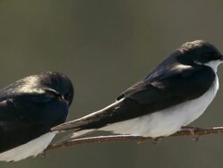 CU Pair of tree swallows perching on branch / Tweed, Ontaria, Canada Stock Footage