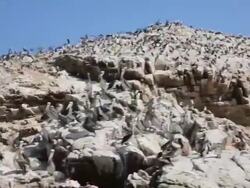 WS POV Shot of group of paracas birds on pisco bay / Paracas, Nazca, Peru Stock Footage
