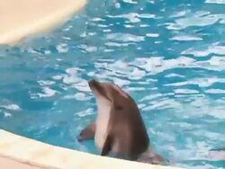 Dolphin in pool Stock Footage