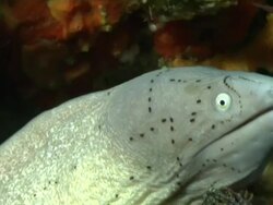 CU Shot of Geometric moray eel lying in rock crevice covering with coral and molluscs / Matola, Maputo, Mozambique Stock Footage