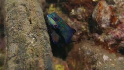 Mandarin dragonet fish, Synchiropus splendidacus Stock Footage