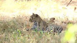 Leopard in the bushes Stock Footage