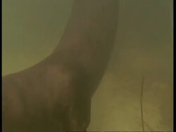 CU Underwater view of otter swimming past camera, South America Stock Footage