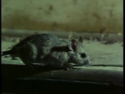 Edited sequence, Ring tailed cat, Bassariscus astutus, grabs and misses Pack rat, Neotoma lepida, rat falls to floor, USA; SEQUENCE OF CLIPS, SPECIAL TERMS APPLY Stock Footage