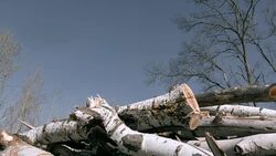 Preparation of timber Stock Footage