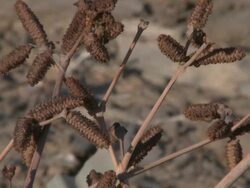 Welwitschia (Welwitschia mirabilis), near Twyfelfontein, North Western Namibia Stock Footage