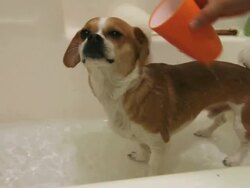 small dog getting rinsed off from a bath Stock Footage