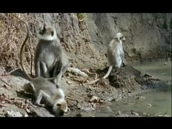 MS Langur family at waterhole drinking, India Stock Footage
