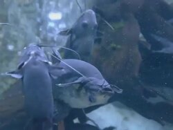 Up Side Down Catfish Stock Footage