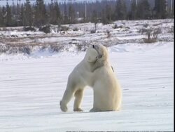 Polar bears (Ursus maritimus) play fighting, near Churchill, Manitoba, Canada Stock Footage