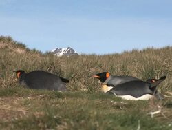 MS, Three King penguins (Aptenodytes patagonicus) lying in grass, South Georgia Island, Falkland Islands, British overseas territory Stock Footage