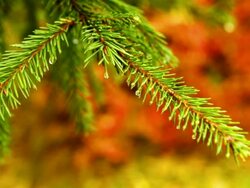 Fir with autumn background Stock Footage