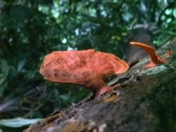 Red fungus on log, pans right to more fungi. Stock Footage
