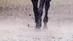 Horse pawing the ground Stock Footage