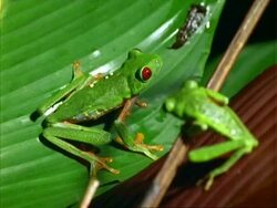 Red-eyed tree Frogs (Agalychnis callidryas), male frog on red leaf looks down on female on green leaf, close up. Stock Footage