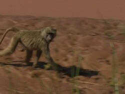 Indecisive young baboon; with audio, Kenya Stock Footage