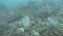 A variety of corals cover the floor of the Mekong River. Stock Footage