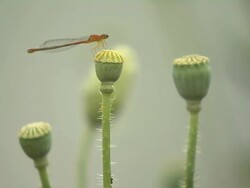 Dragon Fly  on Flower Srinagar Jammu and Kashmir India Stock Footage