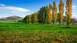 Time lapse, autumn tree in the park and blue sky, arrow town, new zealand, Stock Footage