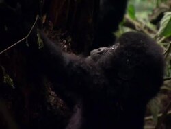 Infant Gorilla Trying To Climb Tree News Clip