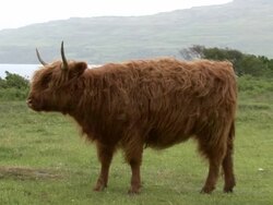 Highland Cow (Bos Taurus) Stock Footage