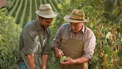 DS Senior man teaching his son about quality of grape clusters Stock Footage