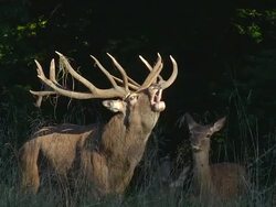 MS TS Red Deer, cervus elaphus, stag Roaring during Rutting season / Normandy, France, Europe Stock Footage