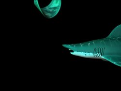 Shark and Financial Risk On Stock Market Stock Footage