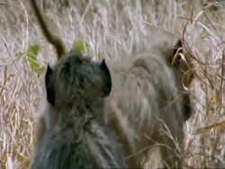 MS pair of Yellow Baboons, Papio cynocephalus, Tanzania Stock Footage