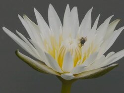 White waterlily Stock Footage