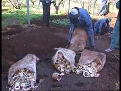 S.Africa -Ivory&amp;Abalone Shellfish Smugglers Caught Instructional Video