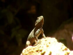 Lizard Stock Footage