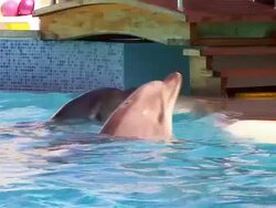 Two Dolphins Stock Footage