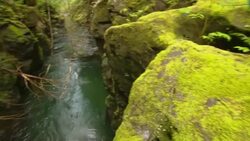 Moss and lichen grow on boulders along a creek. Stock Footage