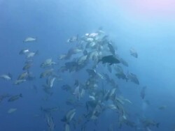 Red snappers' full moon mating party Stock Footage