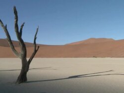 Tree trunks in barren scene, Dead Vlei, Namib-Naukluft, Namibia Stock Footage