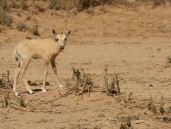 Arabian Oryx (Oryx leucoryx) young in the desert Stock Footage