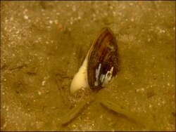 Freshwater mussel digging in to river bed, River Yeguas, Sierra Morena, Andalucia, Southern Spain Stock Footage