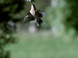MS SLO MO Fringilla coelebs fluing and eating food / Vieux pont en auge, Normandy, France Stock Footage