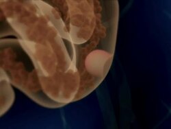 Extreme Close Up push-in push-out - An anatomical model of a human body highlights the intestines in a computer-generated animation. Stock Footage