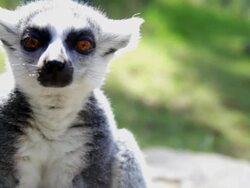 Lemur Stock Footage