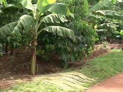 Local house in tropical rainforest Stock Footage