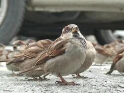 Sparrows macro Stock Footage