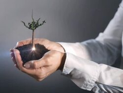 Growing tree in hand Stock Footage