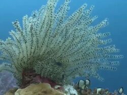 Feather star, Southern Visayas, Philippines Stock Footage